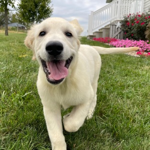 Golden Retriever Puppy Ethan