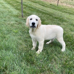 Golden Retriever Puppy Ethan