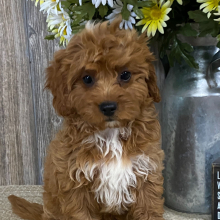 Cavapoo Puppy Cooper