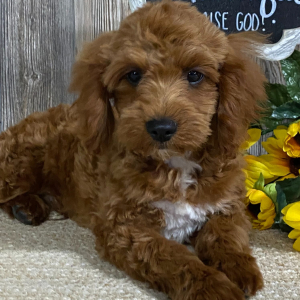 Cavapoo Puppy Cooper