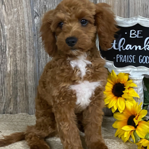 Cavapoo Puppy Cooper