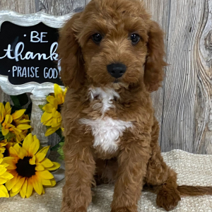 Cavapoo Puppy Cooper