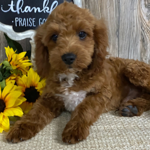 Cavapoo Puppy Cooper