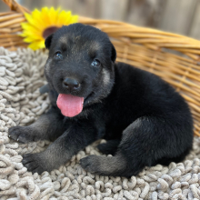 German Shepherd Dog Puppy Brandon