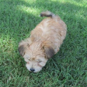 Morkie Puppy Lulu