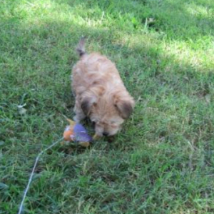 Morkie Puppy Lulu
