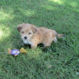 Morkie Puppy Lulu