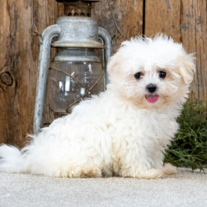 Maltese Puppy Bella