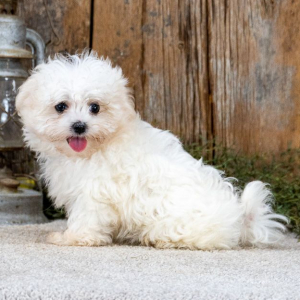 Maltese Puppy Bella