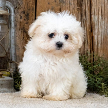 Maltese Puppy Bella