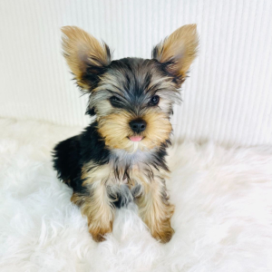 Yorkshire Terrier Puppy Tucker