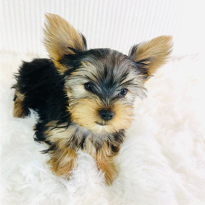 Yorkshire Terrier Puppy Tucker