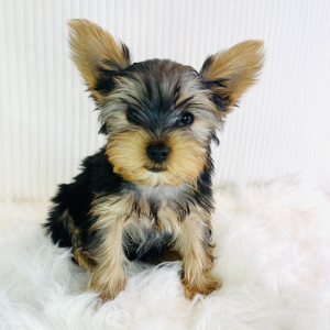 Yorkshire Terrier Puppy Tucker
