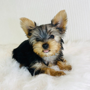 Yorkshire Terrier Puppy Tucker