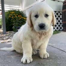 Golden Retriever Puppy Boston