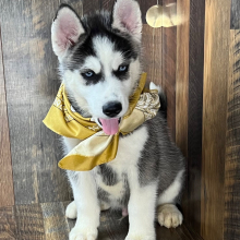 Siberian Husky Puppy Carl