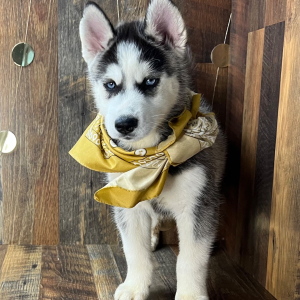 Siberian Husky Puppy Carl