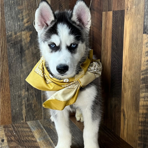 Siberian Husky Puppy Carl