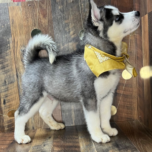 Siberian Husky Puppy Carl