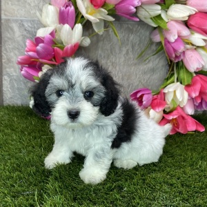 Coton de Tulear Puppy Brianna