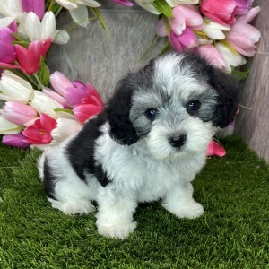 Coton de Tulear Puppy Brianna