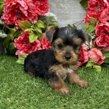 Yorkshire Terrier Puppy Chester