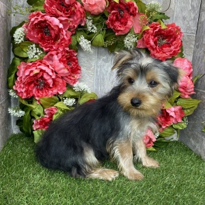 Yorkshire Terrier Puppy Crew