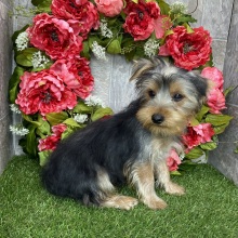 Yorkshire Terrier Puppy Crew