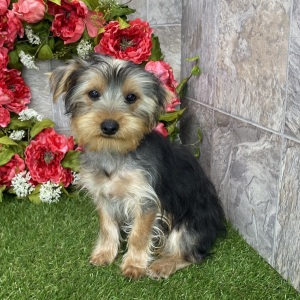 Yorkshire Terrier Puppy Crew