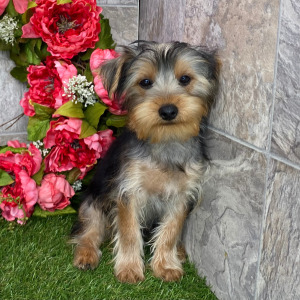 Yorkshire Terrier Puppy Crew