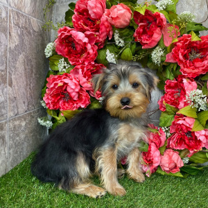 Yorkshire Terrier Puppy Crew
