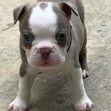 Boston Terrier Puppy Maui