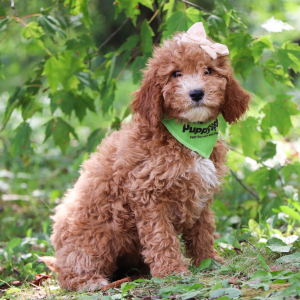 Goldendoodle Puppy Daisy Mae