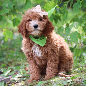 Goldendoodle Puppy Daisy Mae