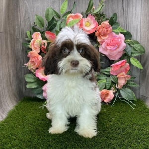 Havanese Puppy Hazel