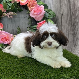 Havanese Puppy Hazel