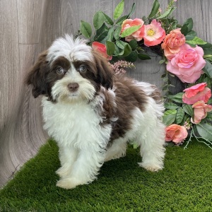 Havanese Puppy Hazel