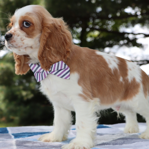 Cocker Spaniel Puppy Cooper