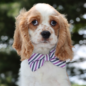 Cocker Spaniel Puppy Cooper
