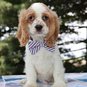 Cocker Spaniel Puppy Cooper