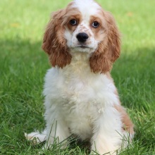Cocker Spaniel Puppy Cooper