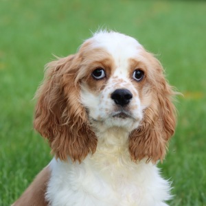 Cocker Spaniel Puppy Cooper