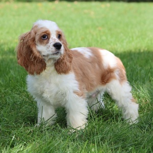 Cocker Spaniel Puppy Cooper