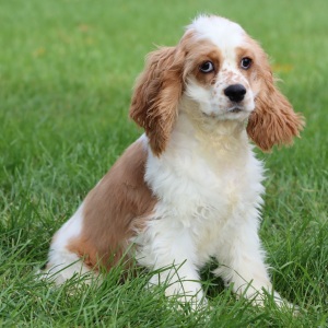 Cocker Spaniel Puppy Cooper