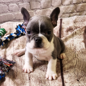 Frenchton Puppy Cindy
