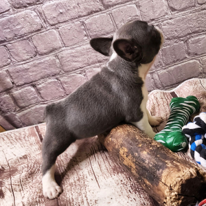 Frenchton Puppy Cindy