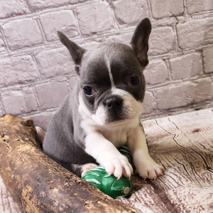 Frenchton Puppy Cindy