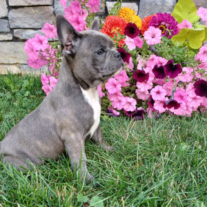 Frenchton Puppy Zeb
