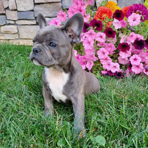 Frenchton Puppy Zeb