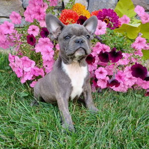 Frenchton Puppy Zeb